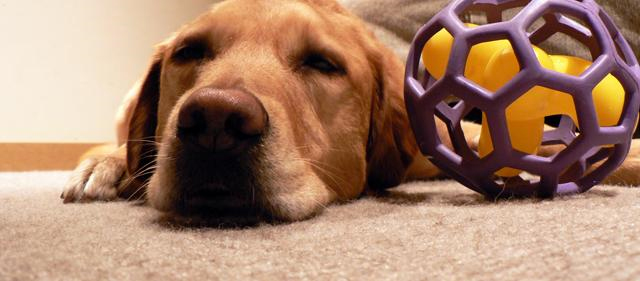 Pet Stain and Odor Removal South San Francisco