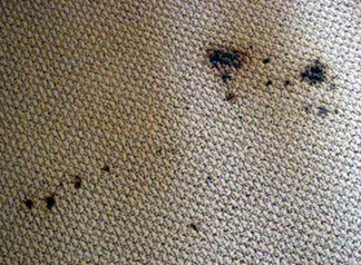 Spot & Stain Removal South San Francisco
