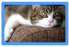 Upholstery Cleaning South San Francisco